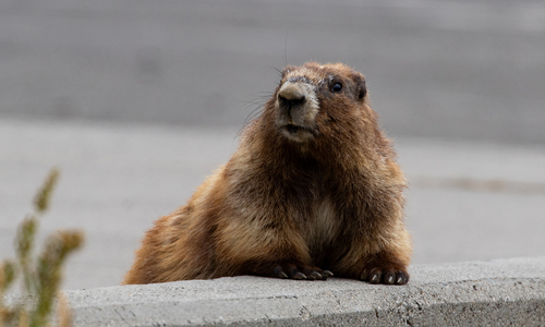 Olympic Marmot