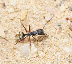 Camponotus suffusus bendigensis