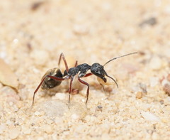 Camponotus suffusus bendigensis