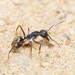 Camponotus suffusus bendigensis - Photo (c) Reiner Richter, some rights reserved (CC BY-NC-SA), uploaded by Reiner Richter