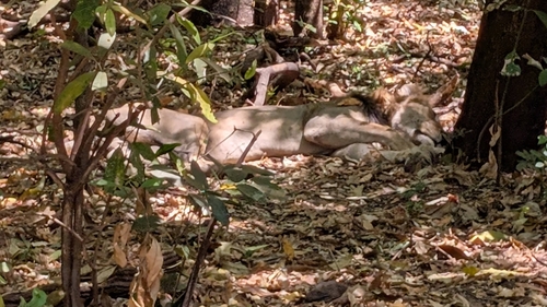 Southern Lion