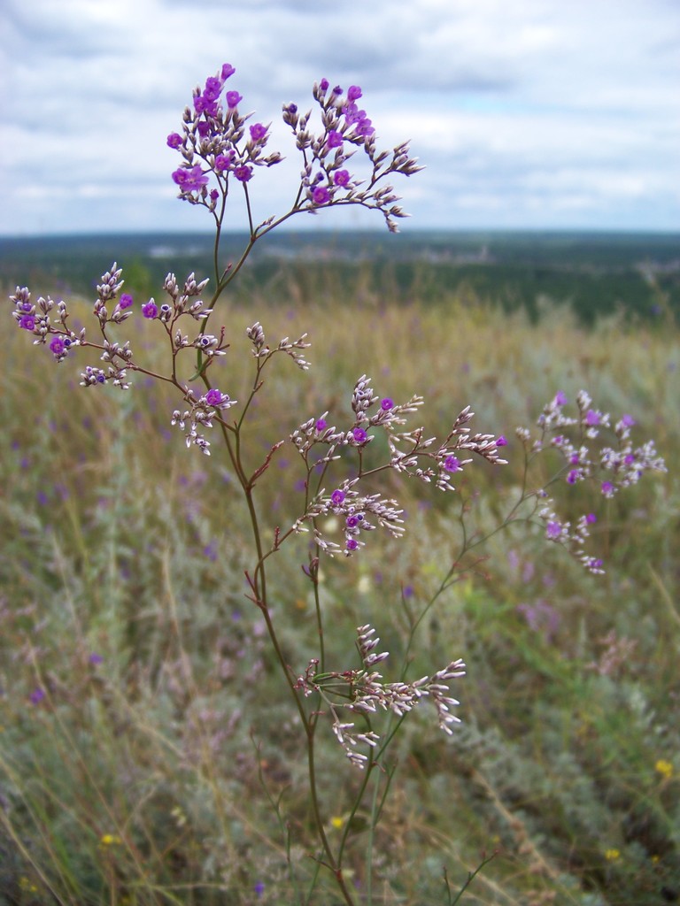 Limonium bungei