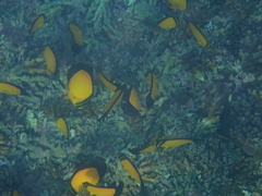 Chaetodon melapterus