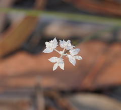 Xanthosia atkinsoniana