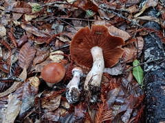 Cortinarius laniger