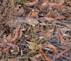 Xanthosia atkinsoniana
