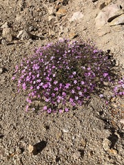Gilia cana