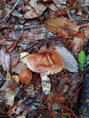 Cortinarius laniger