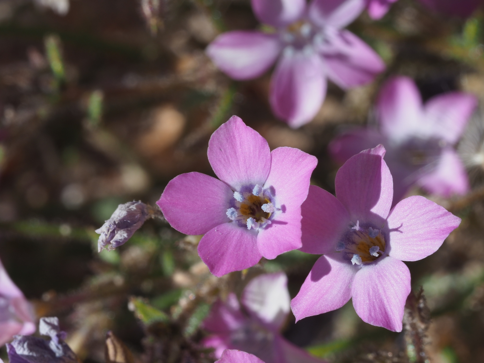Gilia cana ssp. speciosa