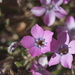 Gilia cana speciosa - Photo (c) Craig Denson, some rights reserved (CC BY-NC), uploaded by Craig Denson