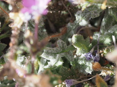 Gilia cana