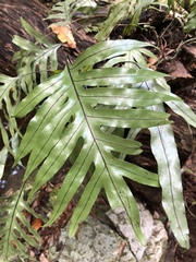 Microsorum pustulatum