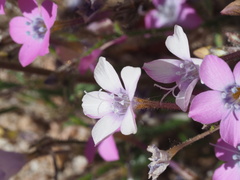 Gilia cana