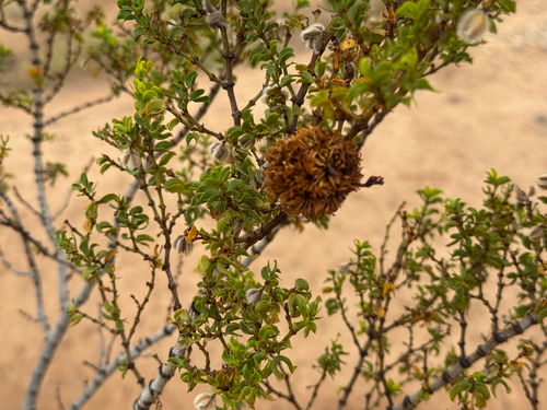 Unknown species found near Huachuca City, AZ, US