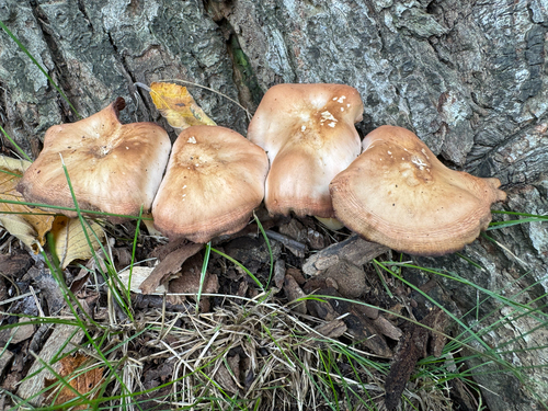 Armillaria solidipes