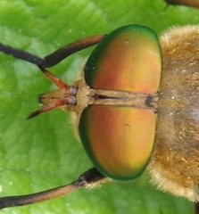 Philipomyia graeca