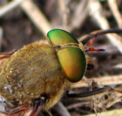 Philipomyia graeca