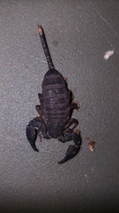 Opisthacanthus