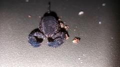 Opisthacanthus