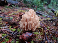 Ramaria acrisiccescens