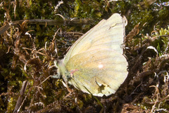 Colias canadensis