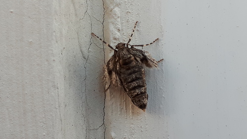 Operophtera brumata