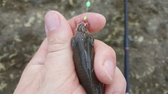 Eucinostomus currani