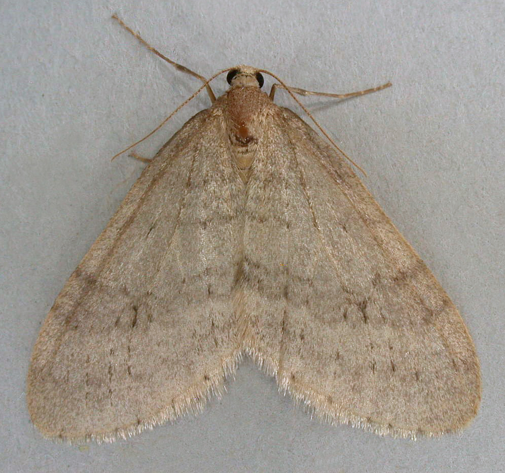 Northern Winter Moth