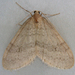 Northern Winter Moth - Photo (c) Janet Graham, some rights reserved (CC BY)