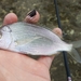 Pacific Flagfin Mojarra - Photo (c) Bradley Rasmussen, some rights reserved (CC BY-NC), uploaded by Bradley Rasmussen
