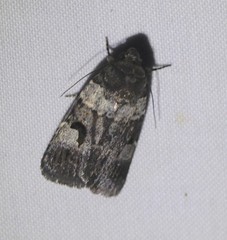 Thoracolopha flexirena