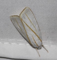 Cryptophasa flavolineata