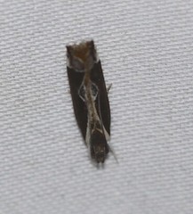 Chaliniastis astrapaea