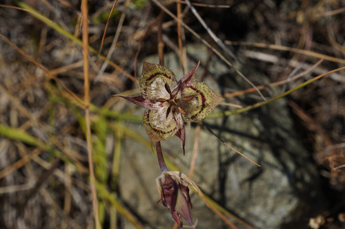 Tiburon mariposa lily (Calochortus tiburonensis)