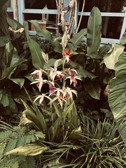Phaius