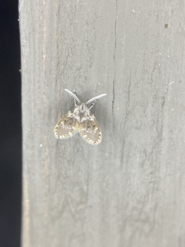 Unknown species found near Georgia, US