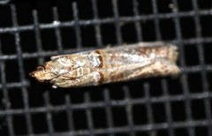 Hypargyria metalliferella