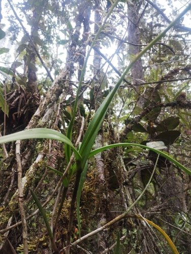 Epidendrum cylindraceum Lindl. 3