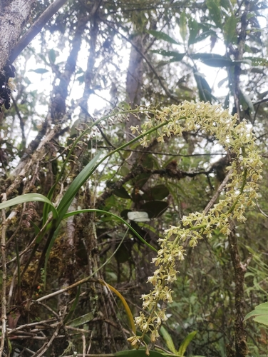 Epidendrum cylindraceum Lindl. 2