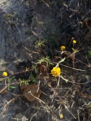 Melampodium linearilobum