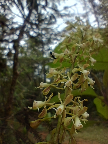 Epidendrum cylindraceum Lindl.