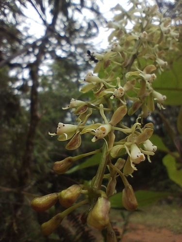 Epidendrum cylindraceum Lindl. 4
