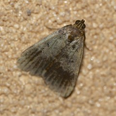 Hydrillodes dimissalis