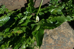 Zantedeschia odorata