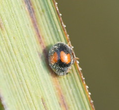Diomus notescens