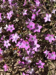 Gilia cana