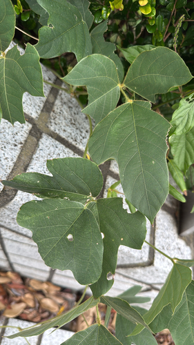 Kudzu Bean