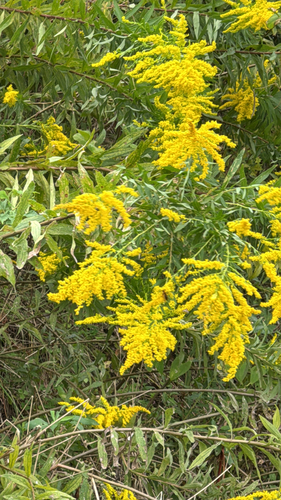 tall goldenrod
