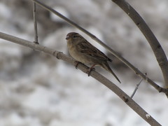 Passer domesticus