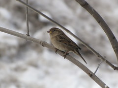 Passer domesticus